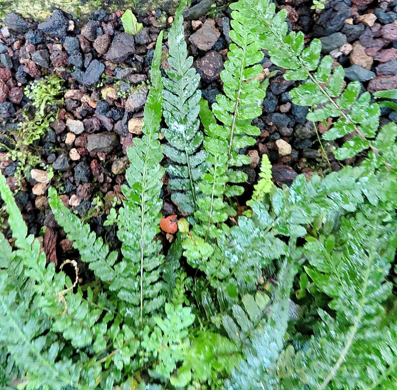 Blechnum minus — houseplant care guide