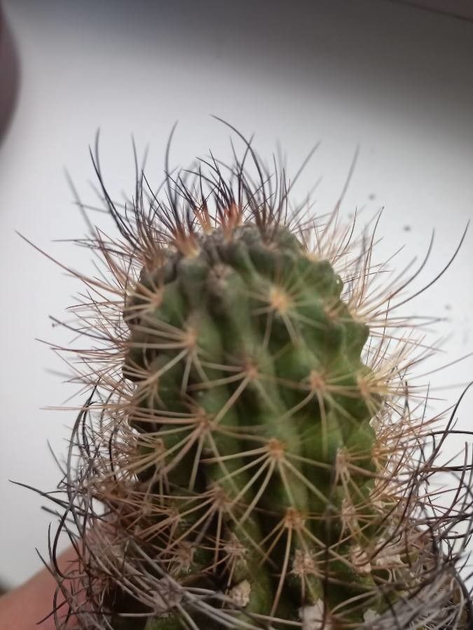 Eriosyce subgibbosa bark