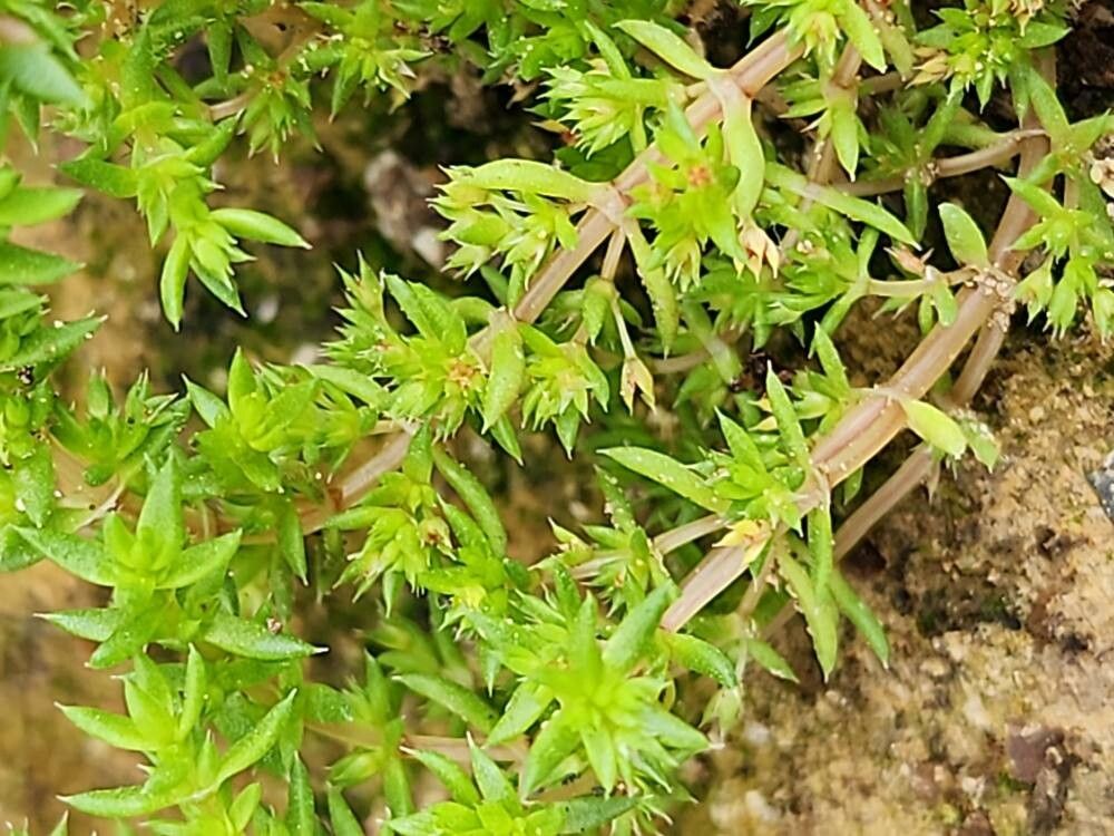 Crassula alata fruit