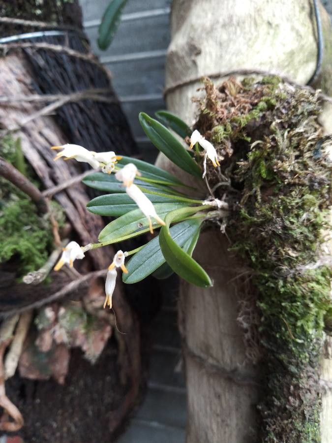 Masdevallia mejiana flower