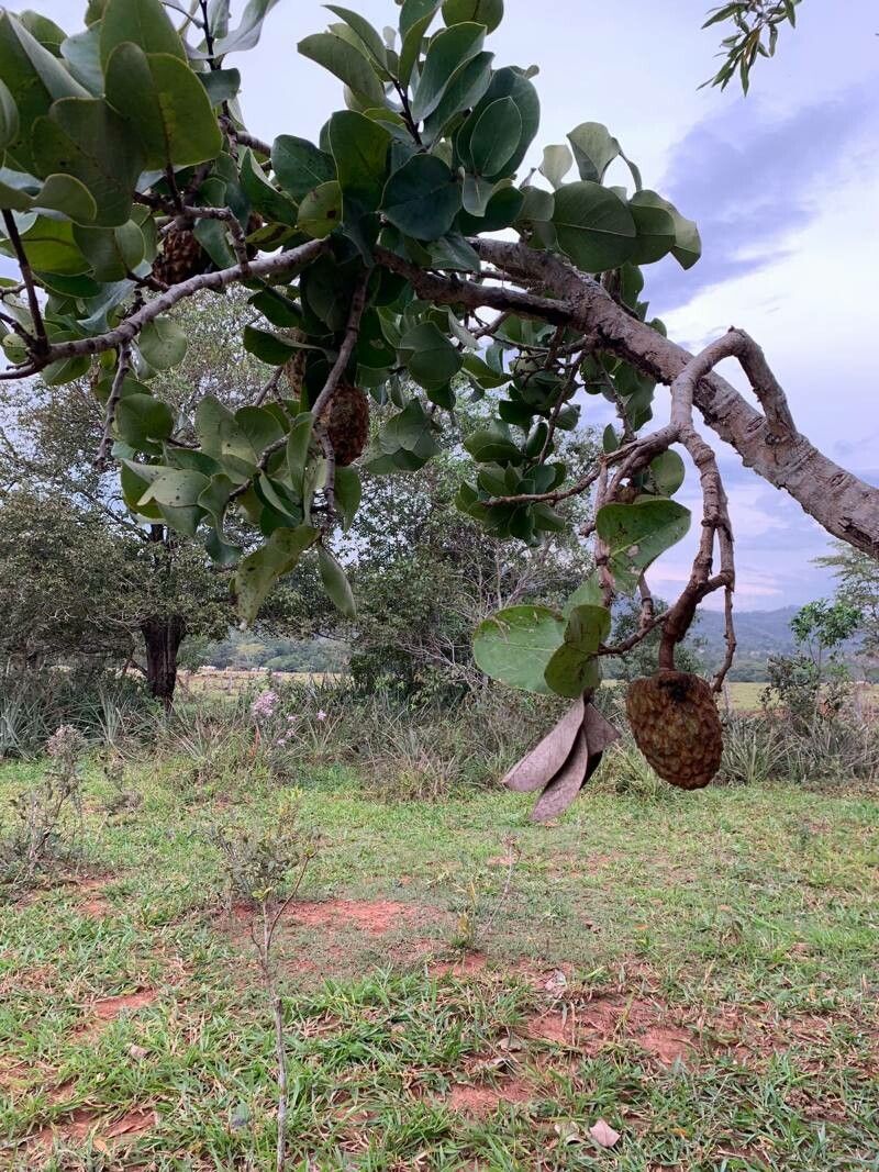 Annona crassiflora fruit