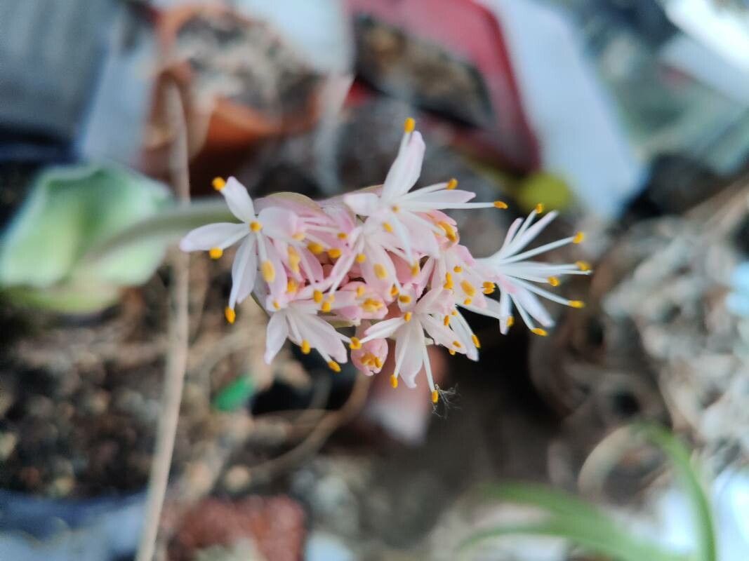 Haemanthus humilis flower