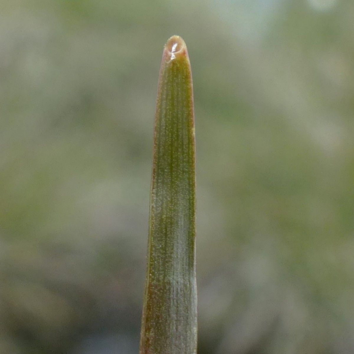 Scheuchzeria palustris — houseplant care guide