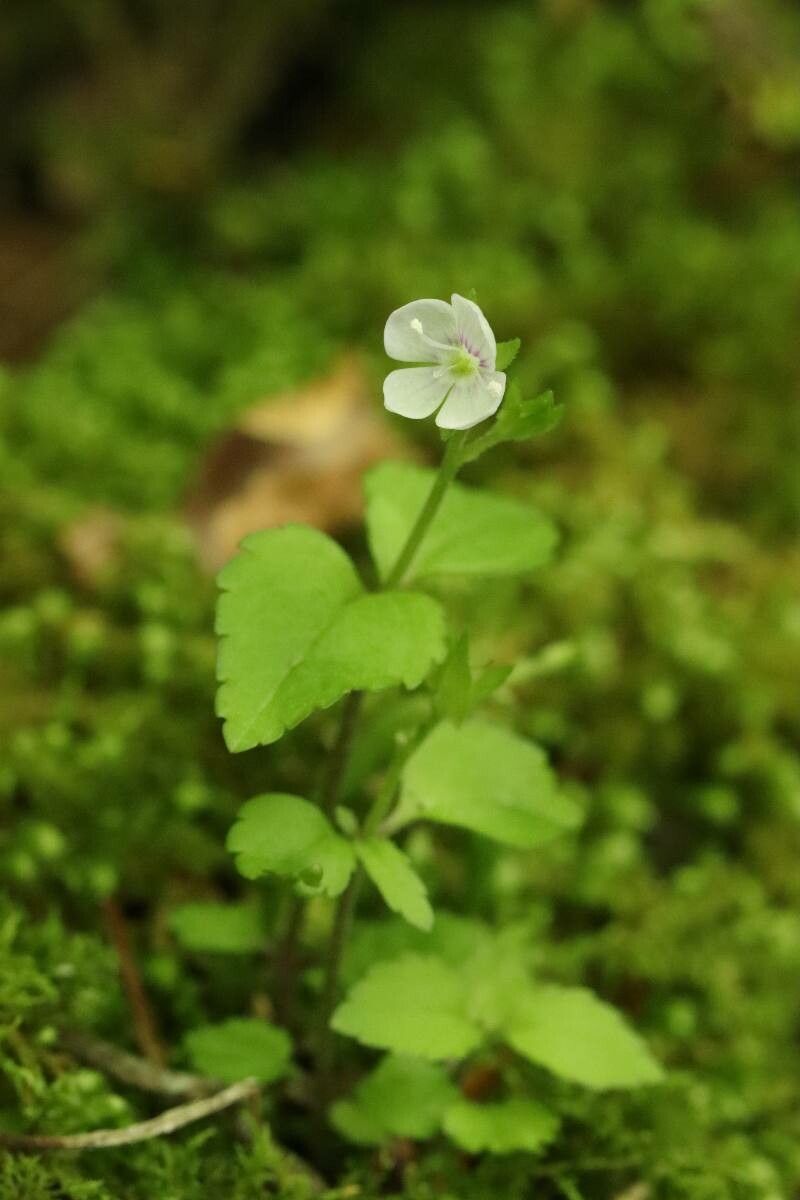 Veronica miqueliana flower