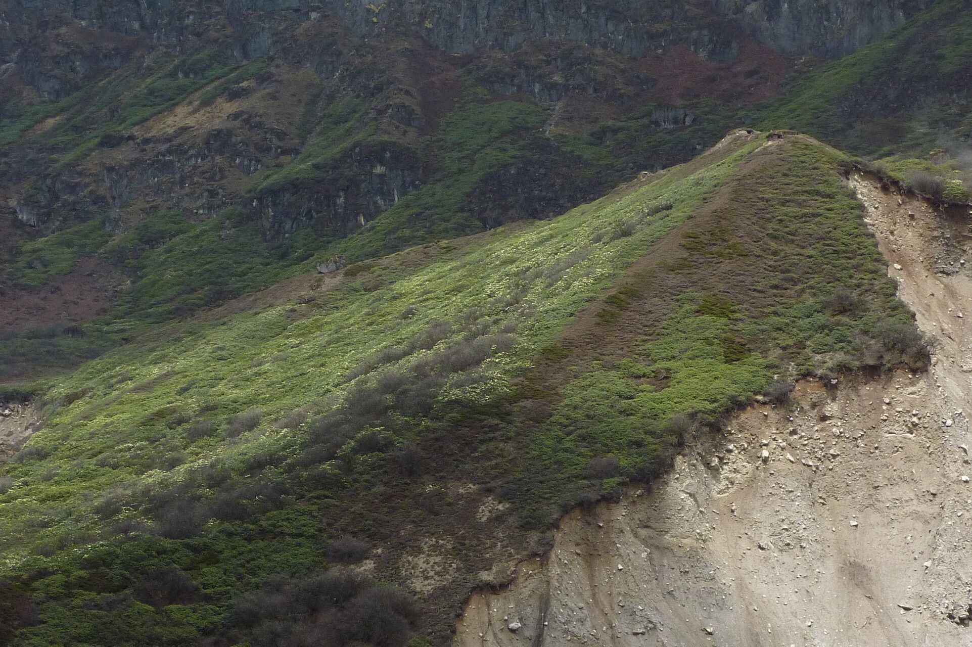 Rhododendron wightii habit