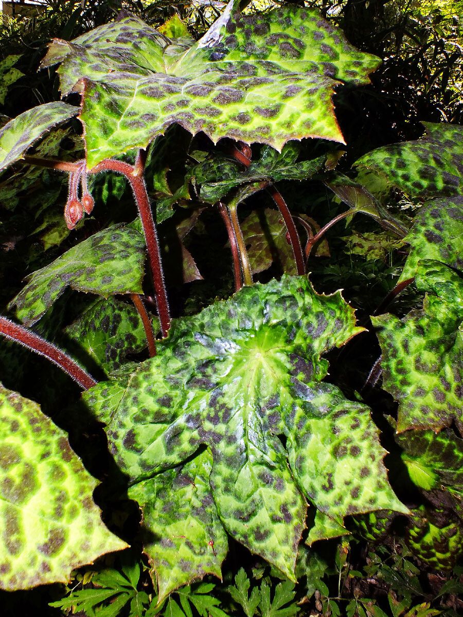 Podophyllum difforme flower