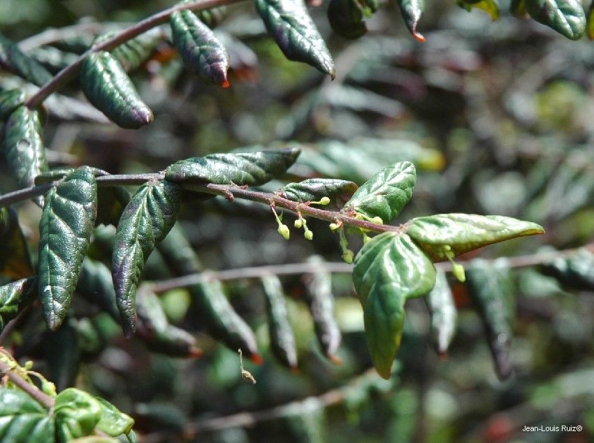 Phyllanthus ningaensis habit