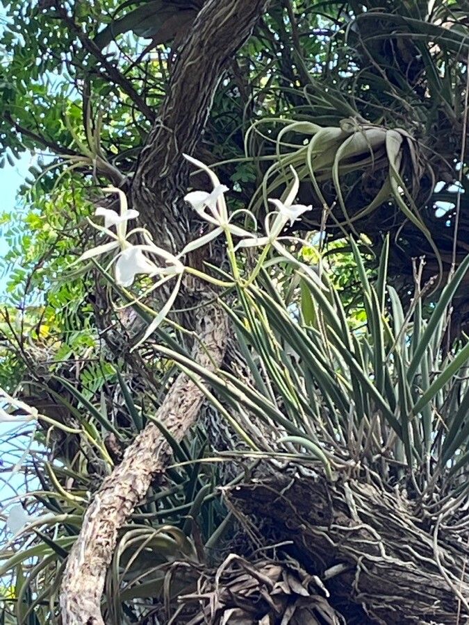 Brassavola martiana flower
