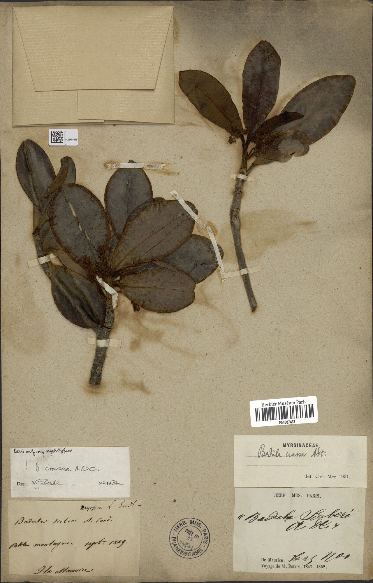 Badula crassa — related species from the same genus