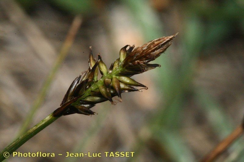 Carex pyrenaica flower