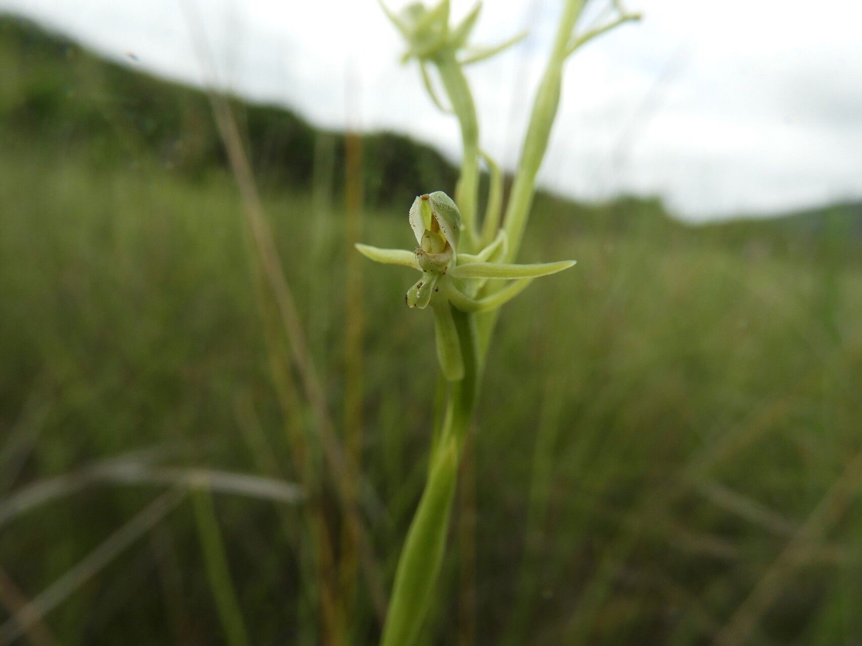 Habenaria magnirostris flower