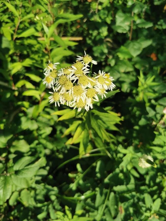 Doellingeria umbellata flower