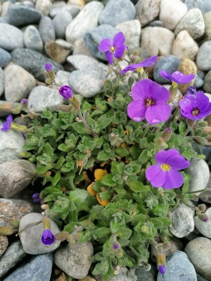 Aubrieta gracilis flower