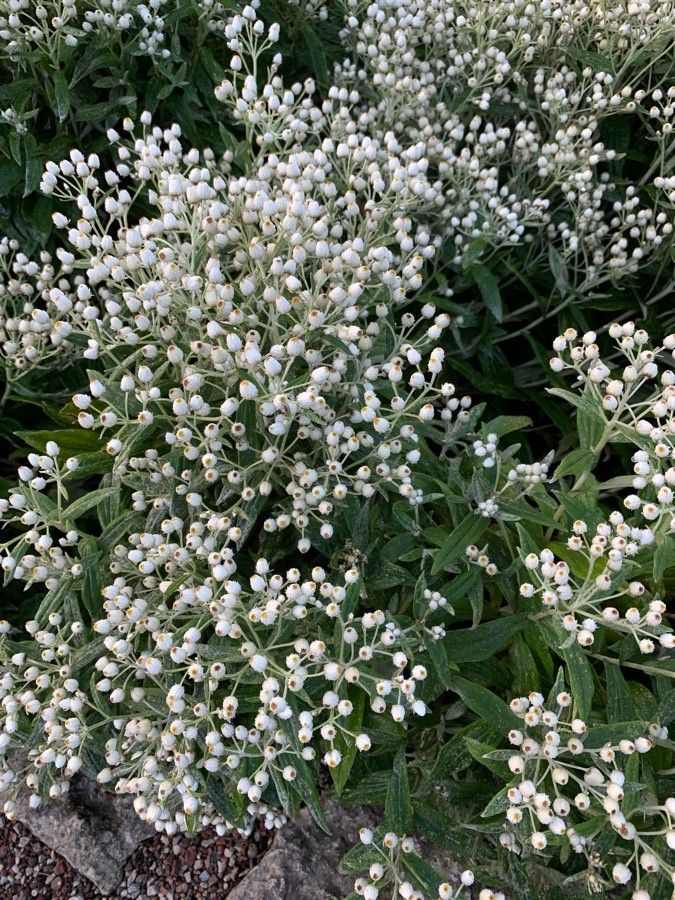 Anaphalis triplinervis fruit