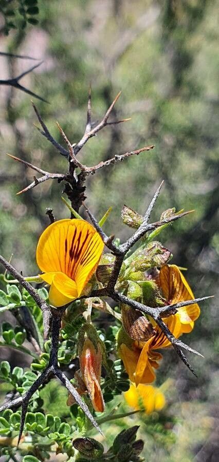 Adesmia schickendantzii flower