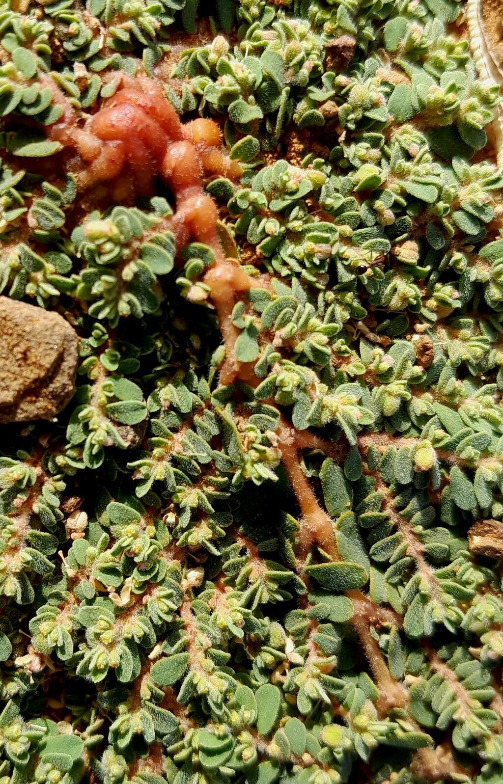 Euphorbia granulata — houseplant care guide