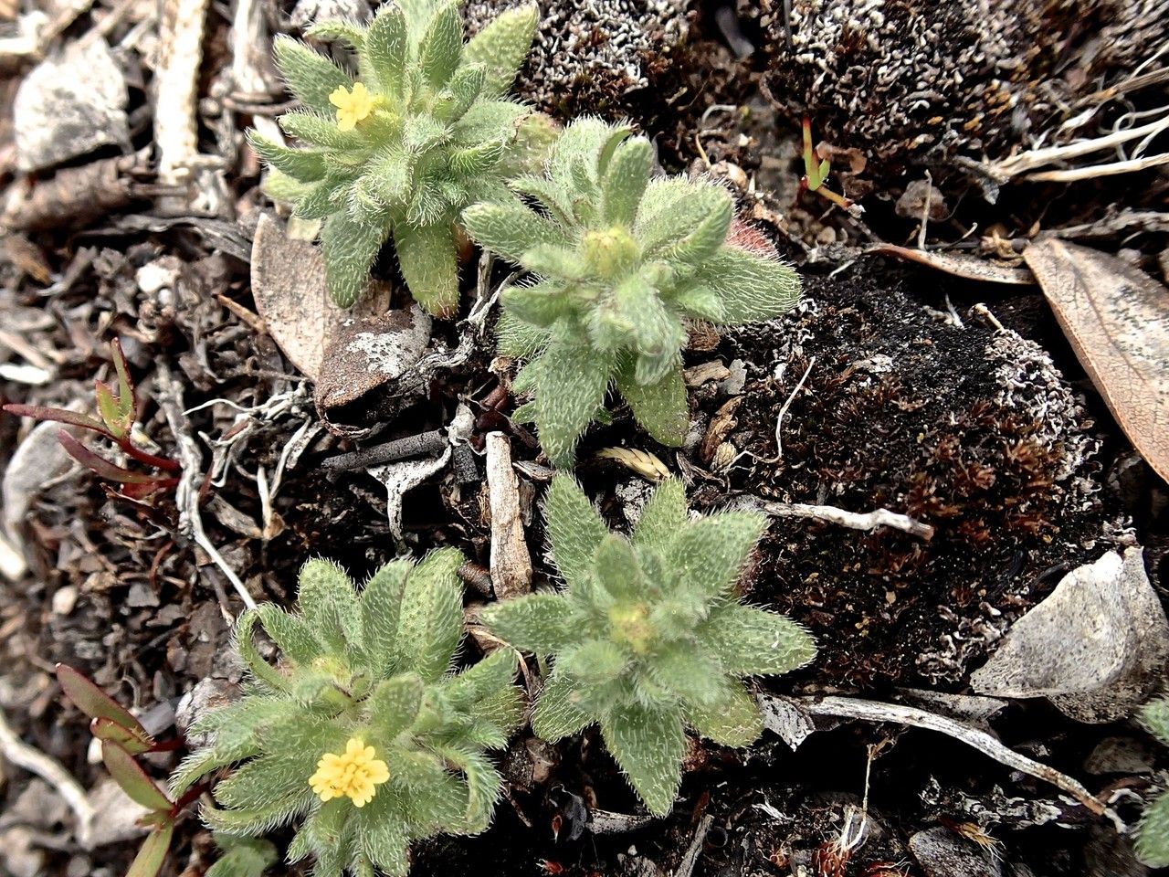 Hemizonella minima — houseplant care guide