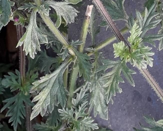 Glandularia canadensis leaf