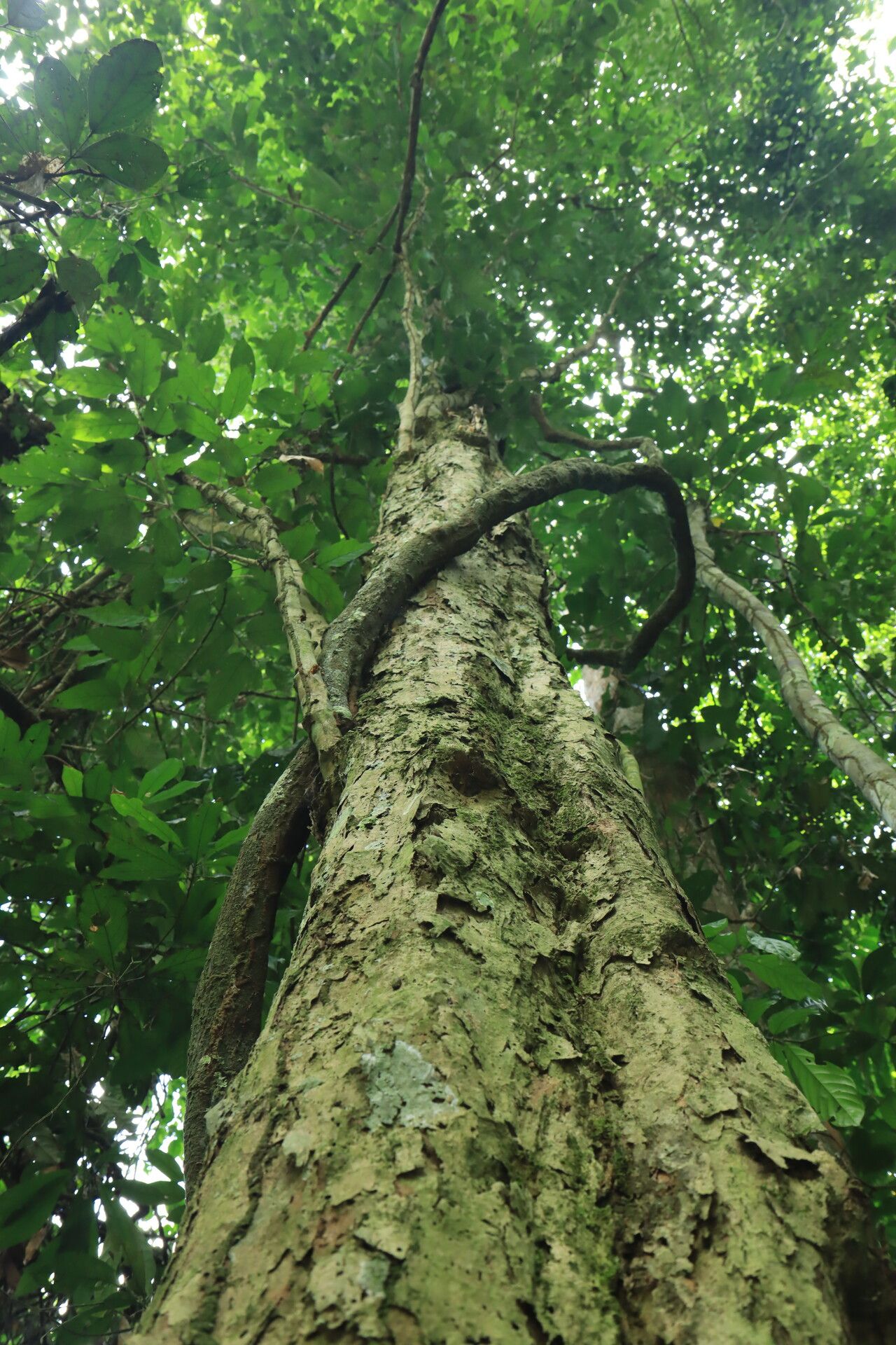 Baphia leptobotrys bark
