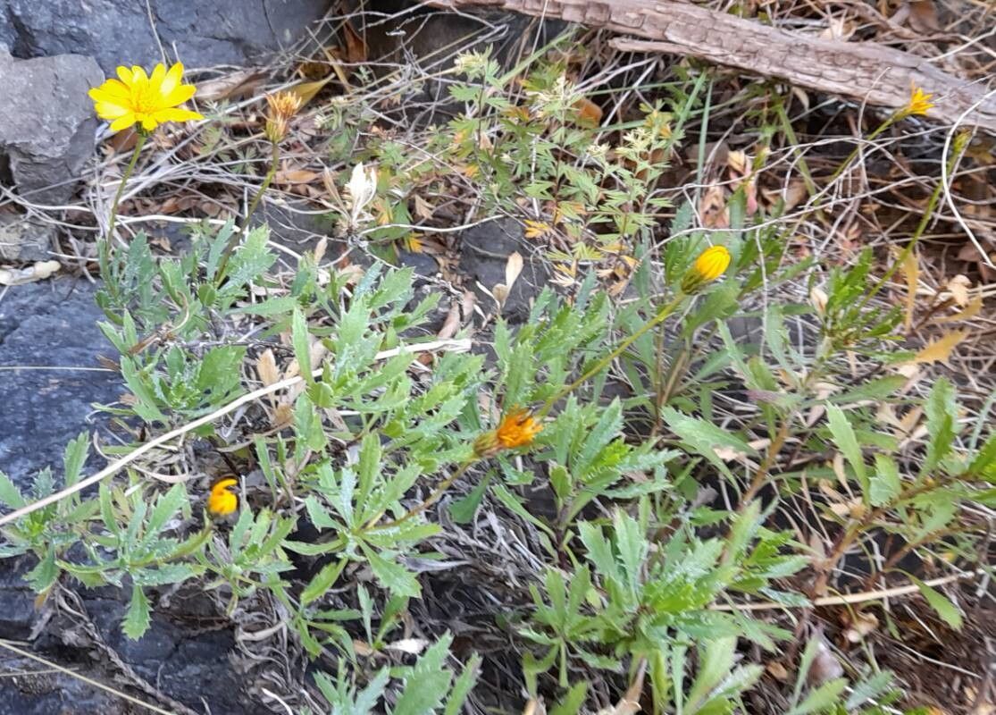 Grindelia patagonica habit