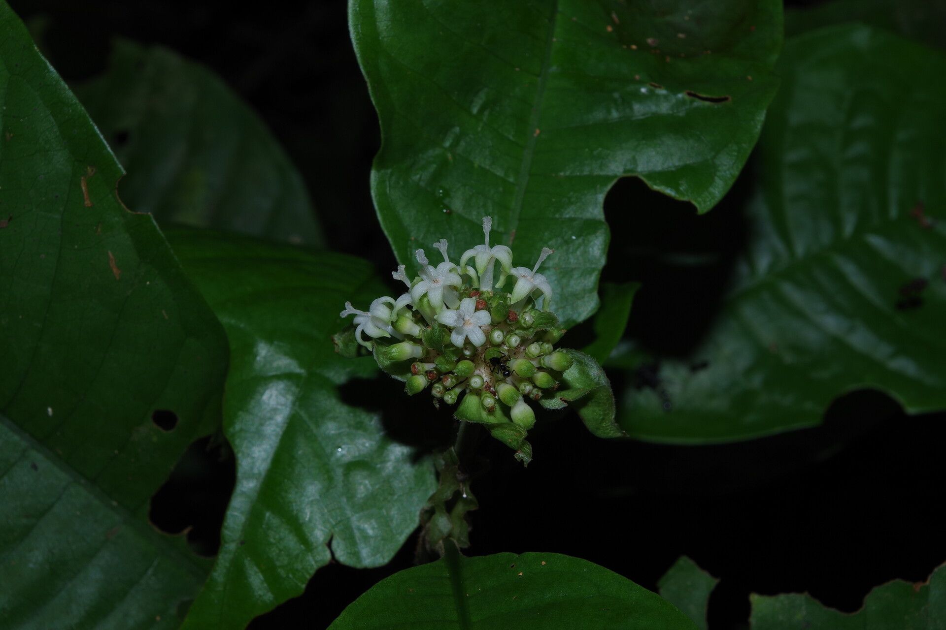 Psychotria stenostegia flower