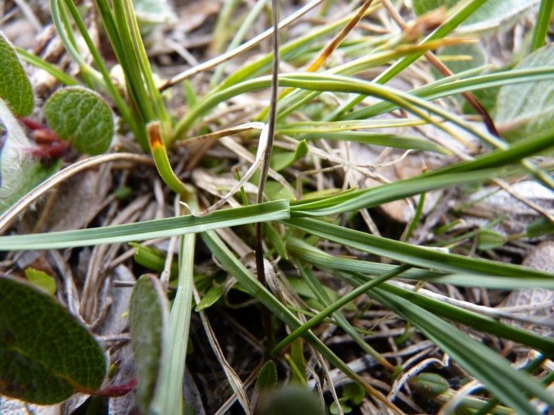 Carex bicolor — houseplant care guide