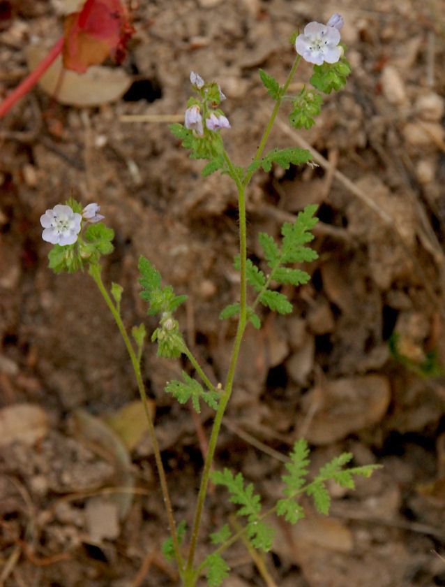 Phacelia platyloba — houseplant care guide
