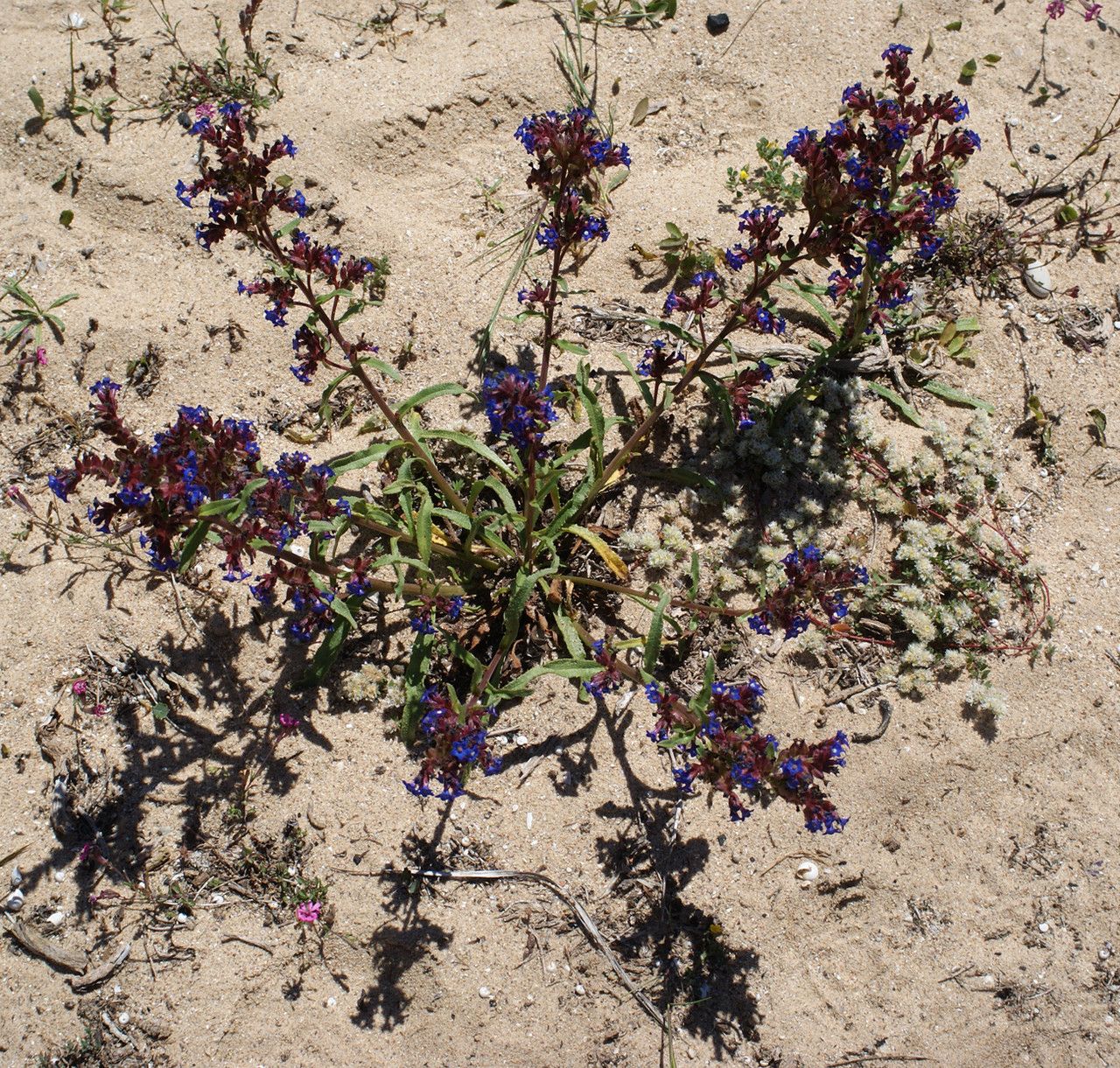 Anchusa calcarea habit