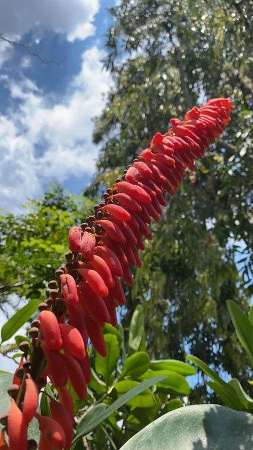 Norantea guianensis flower