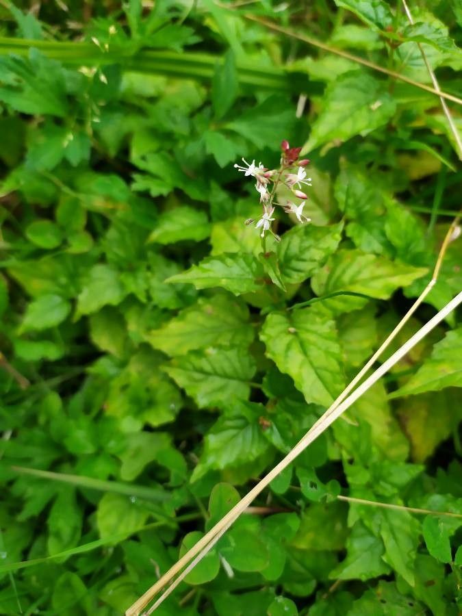 Circaea × intermedia flower