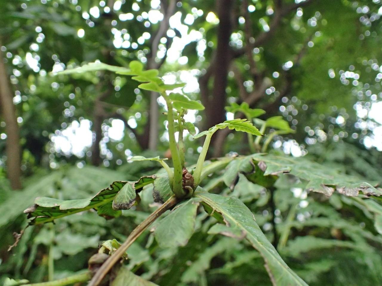Diplazium proliferum habit