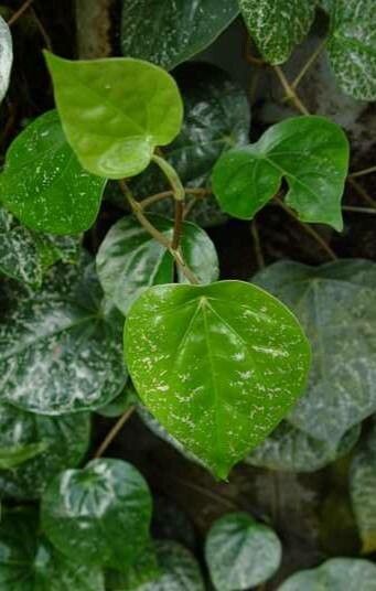 Piper crocatum — search result for 'Piper'