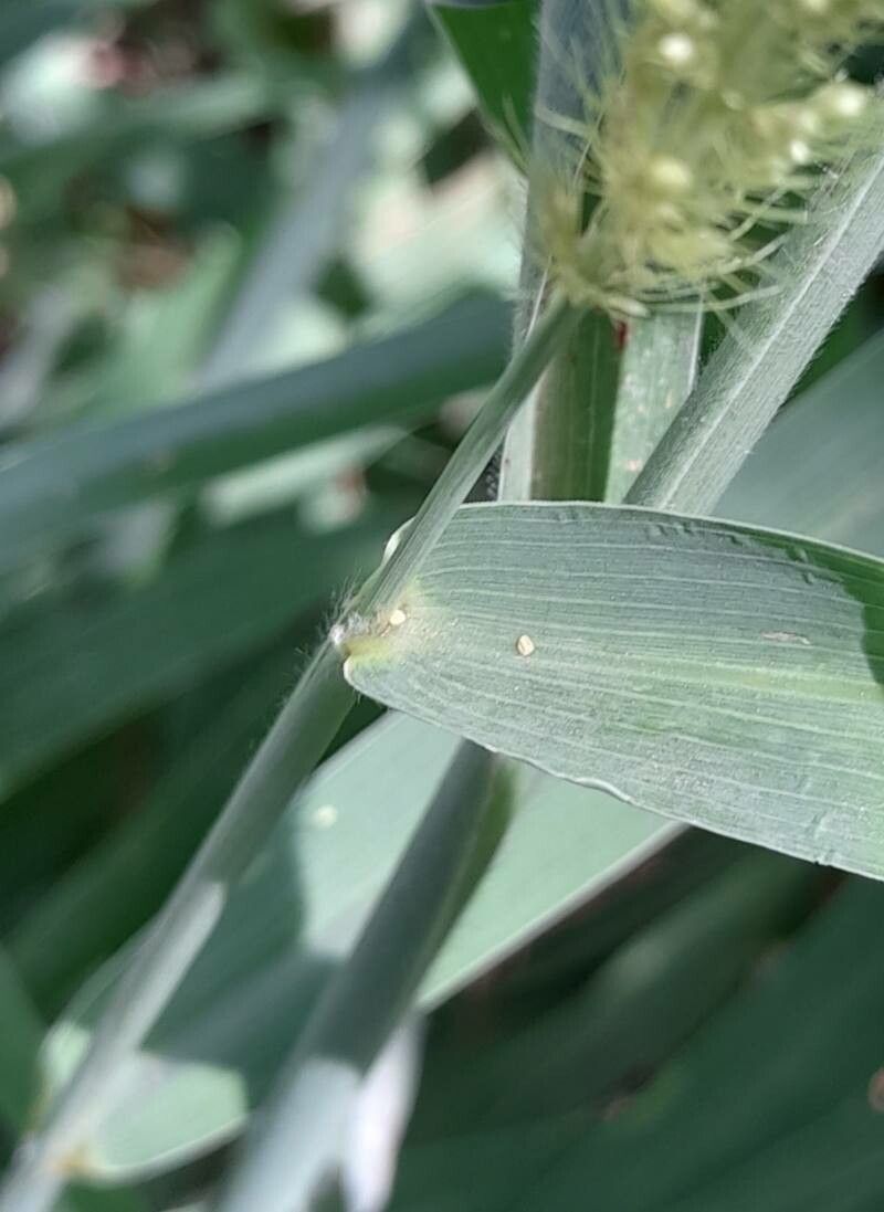 Setaria lachnea — search result for 'Setaria'