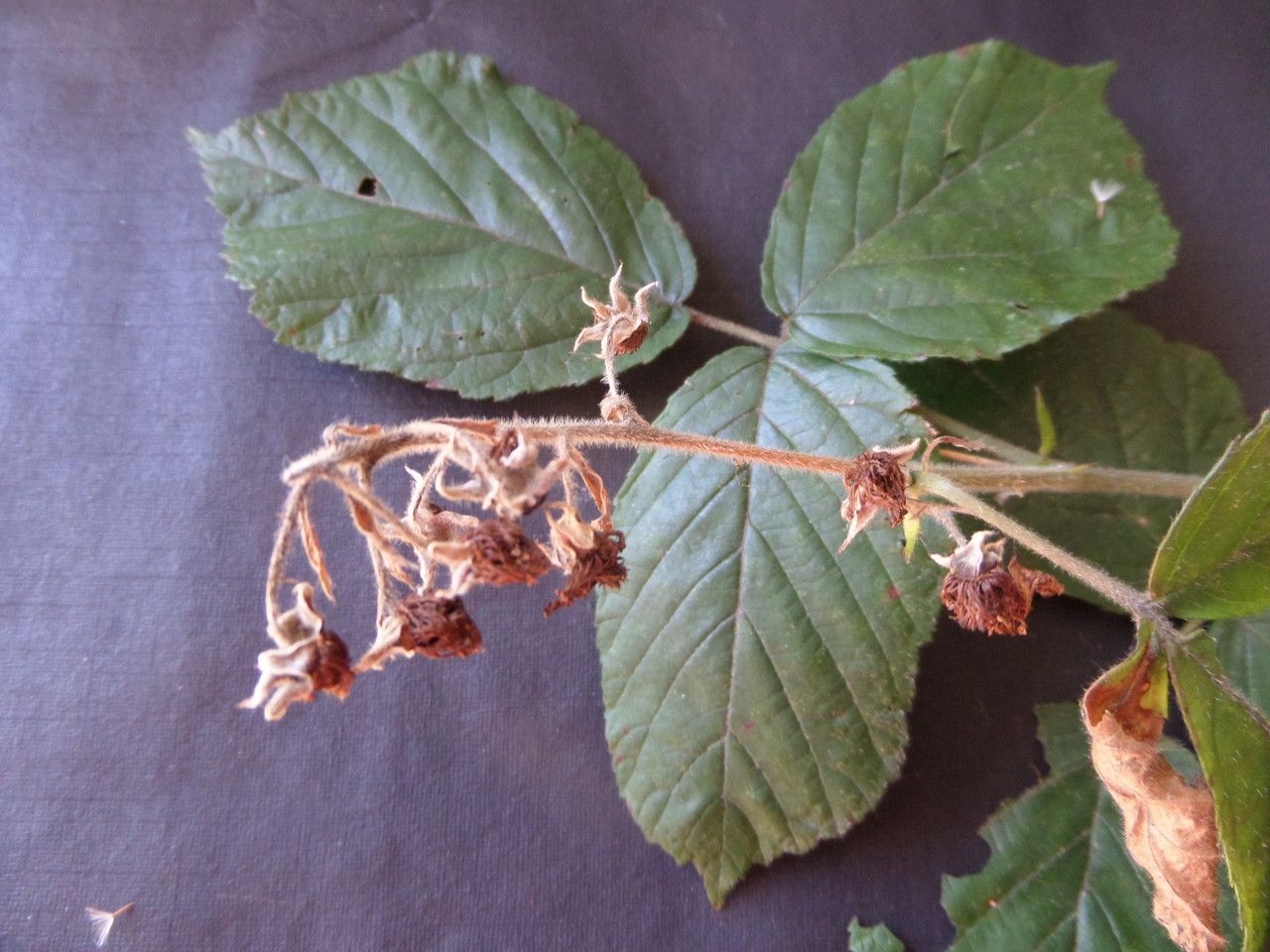 Rubus pedatifolius fruit