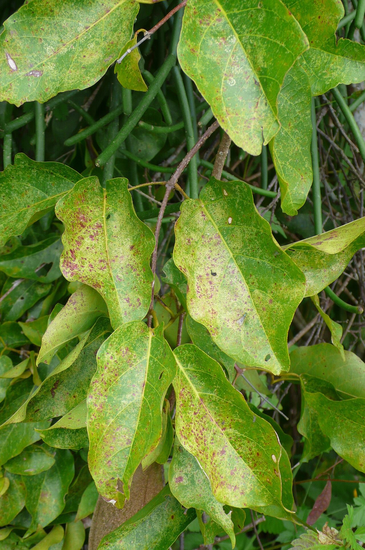 Dolichandra quadrivalvis leaf