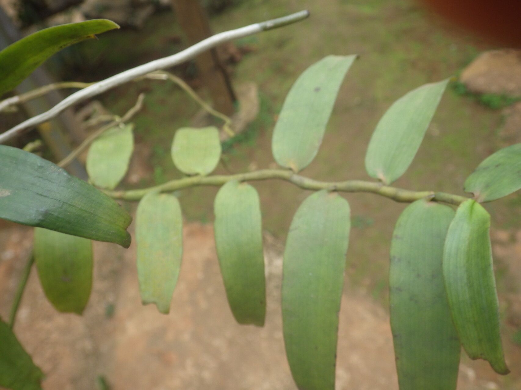 Diaphananthe bidens leaf