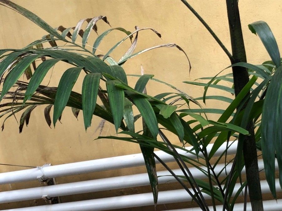 Veitchia joannis — search result for 'Fiji'