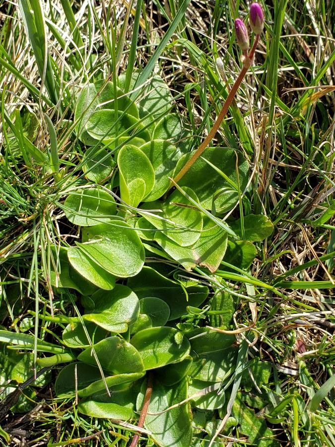 Dodecatheon hendersonii — related species from the same genus