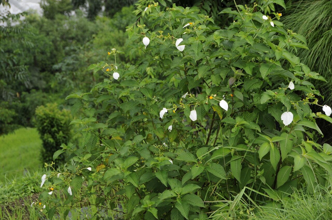 Mussaenda treutleri — search result for 'Mussaenda'