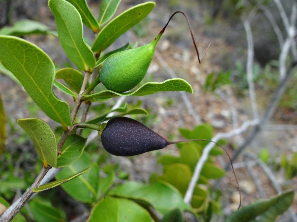 Pycnandra longiflora fruit