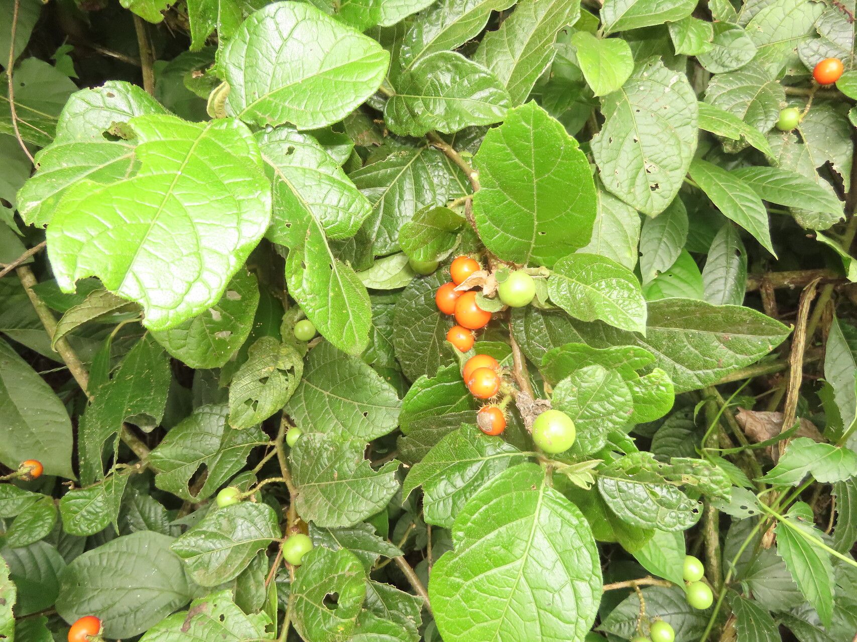 Solanum aturense leaf
