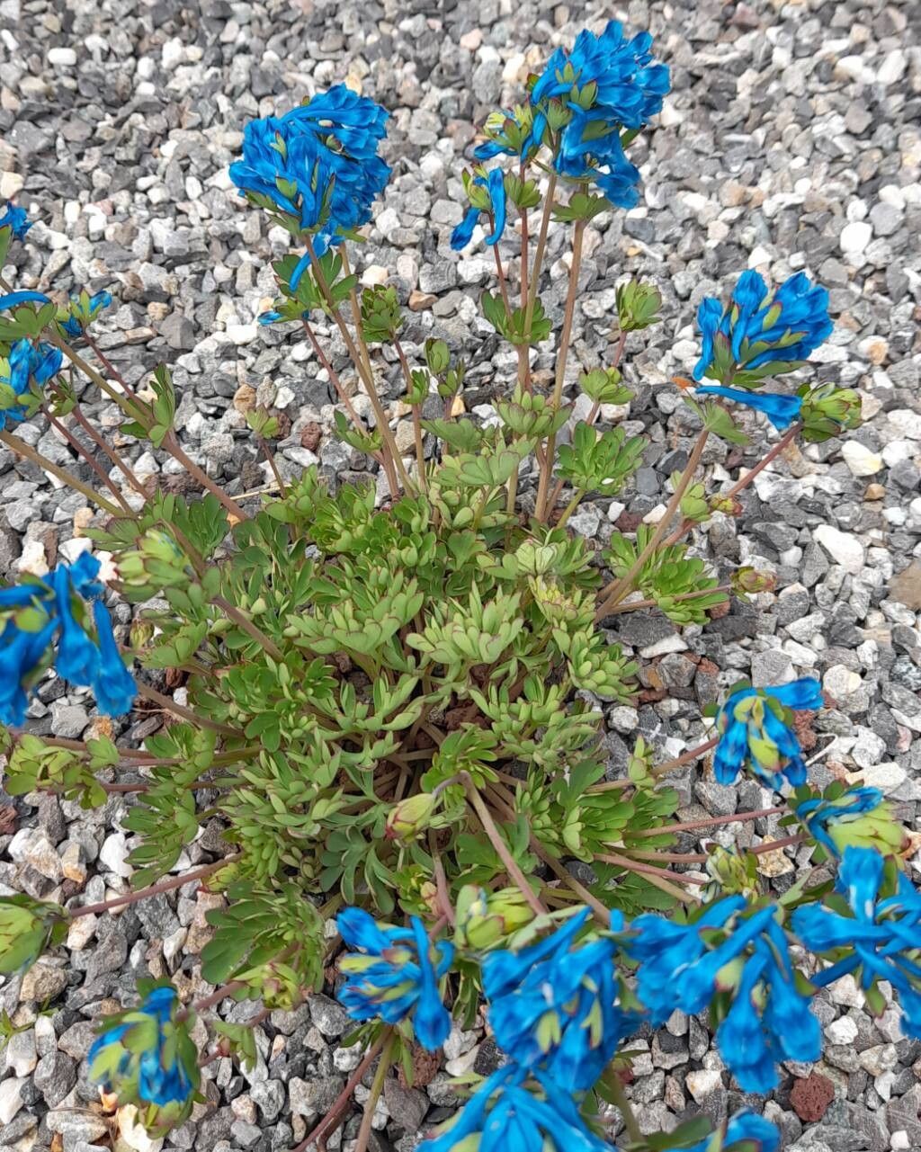 Corydalis panda habit