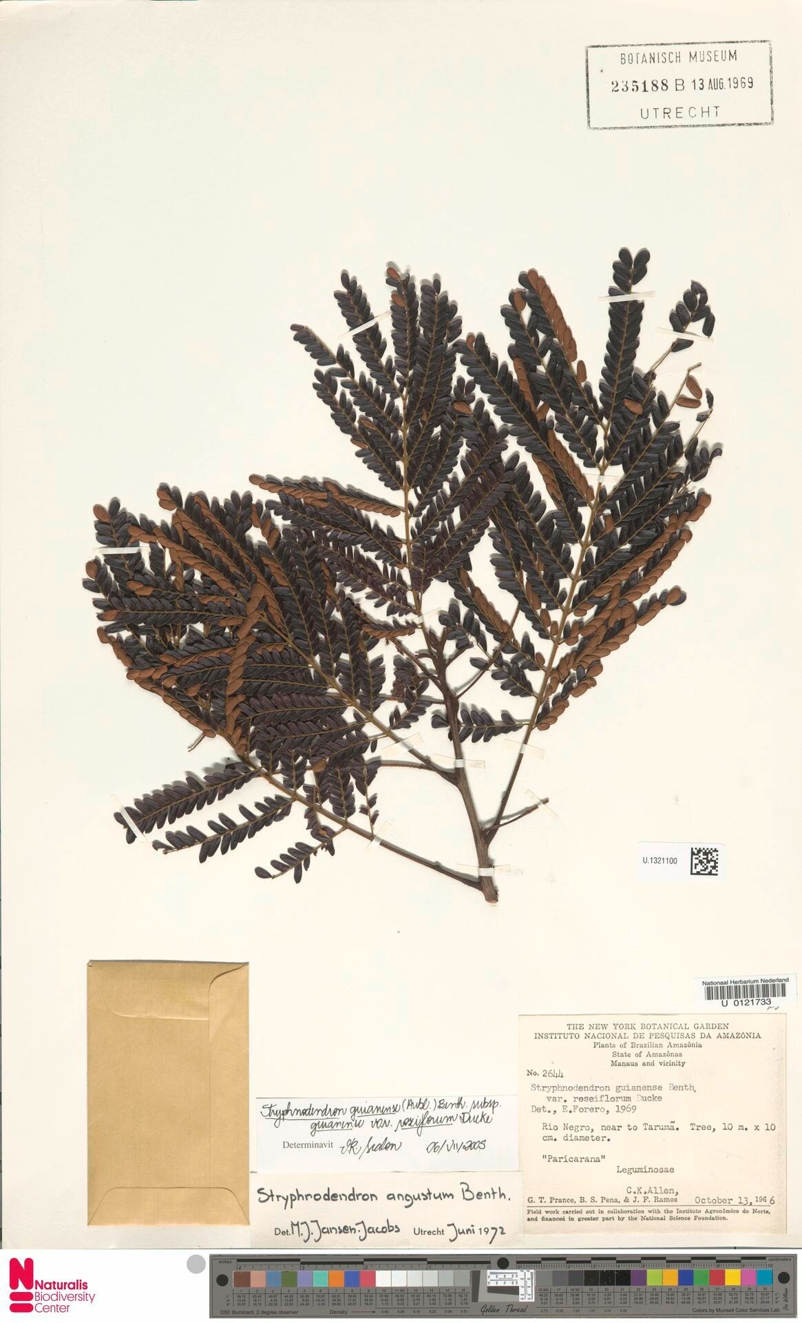 Stryphnodendron roseiflorum — houseplant care guide