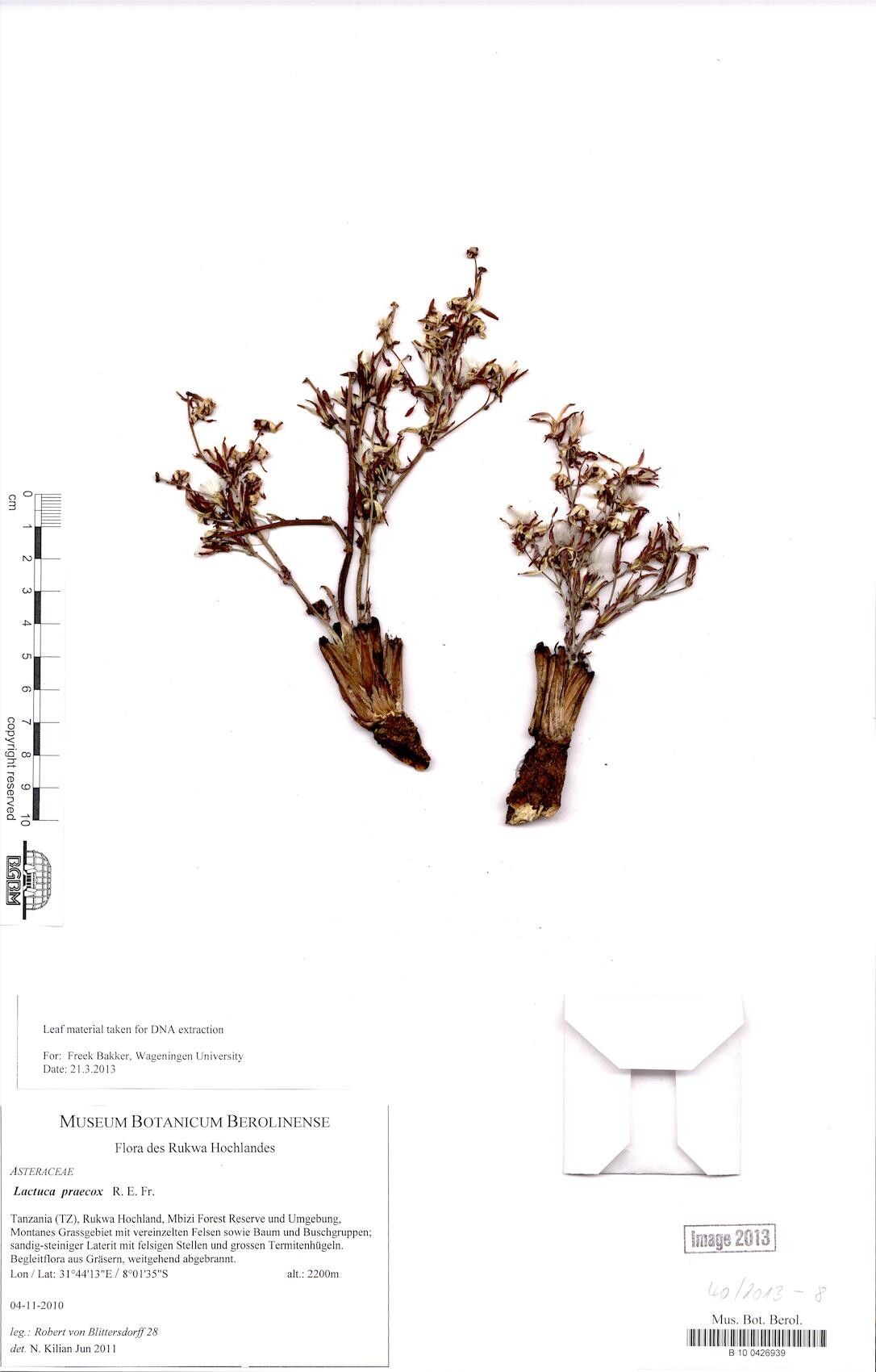 Lactuca praecox — houseplant care guide