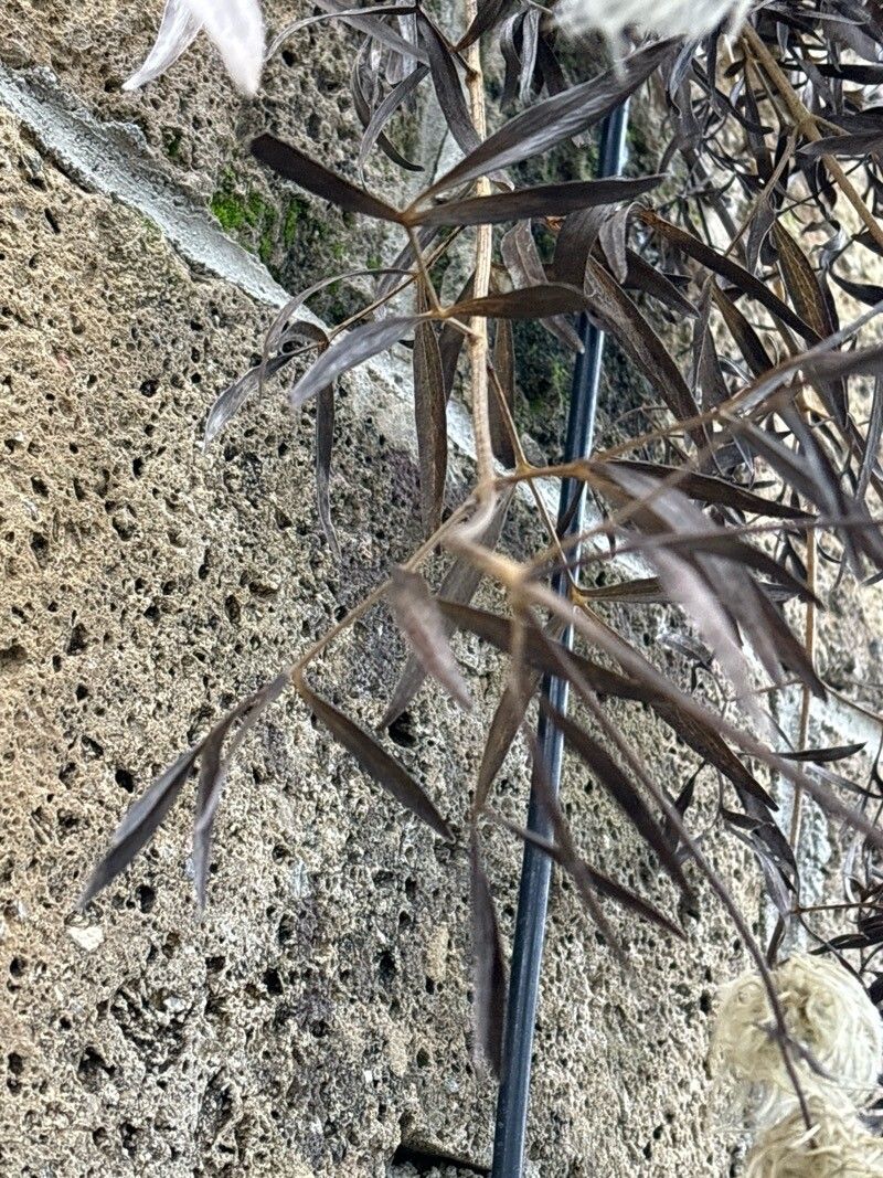 Clematis hexapetala — search result for 'Clematis'