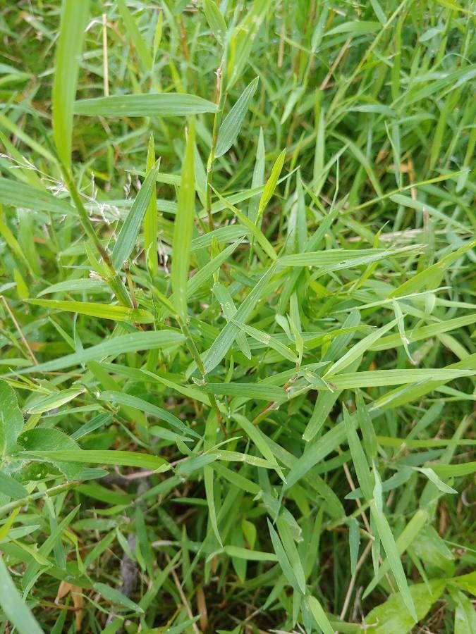 Muhlenbergia schreberi leaf