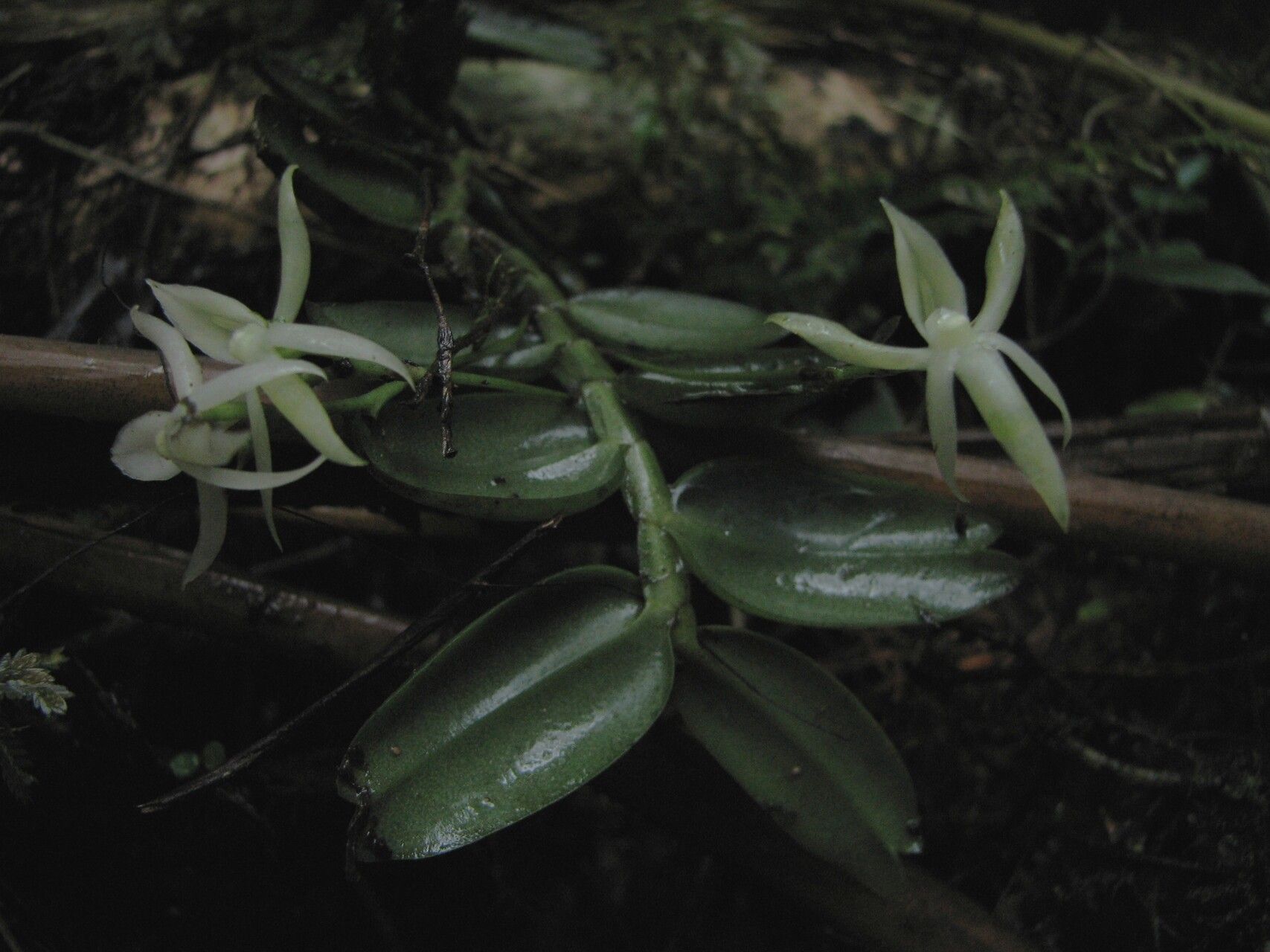 Angraecum egertonii habit