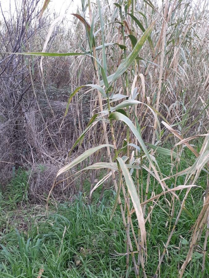 Festuca halleri — search result for 'Festuca'