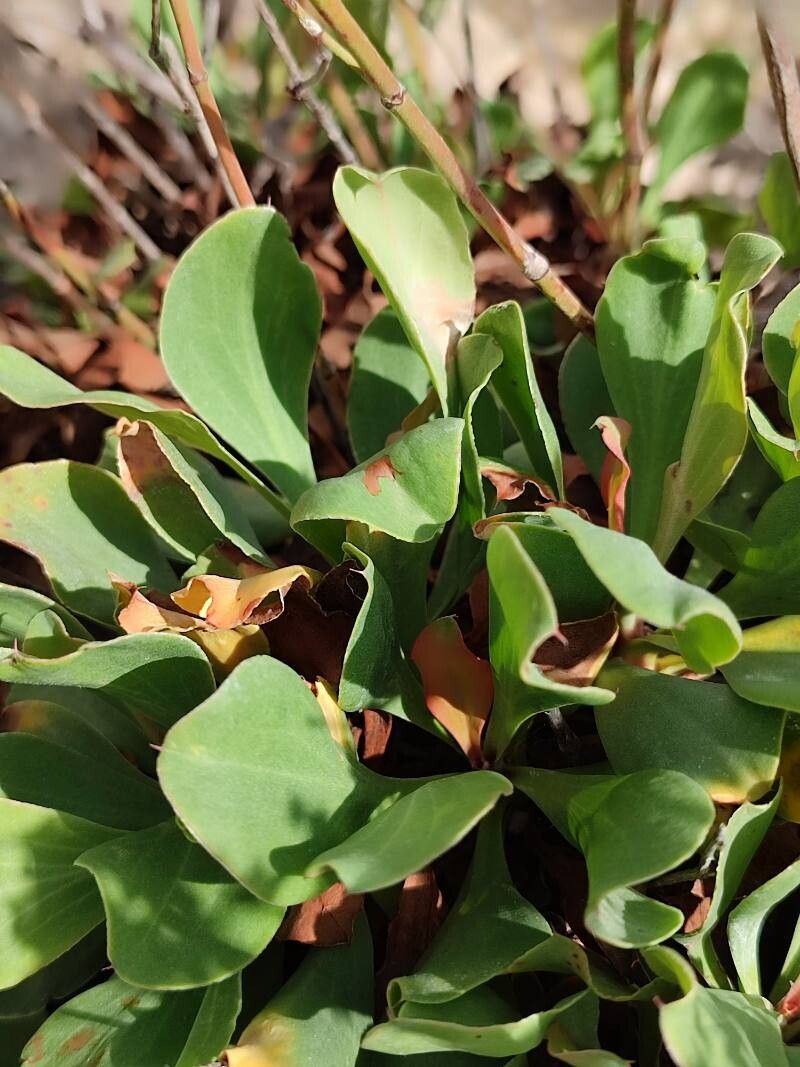 Limonium biflorum — houseplant care guide