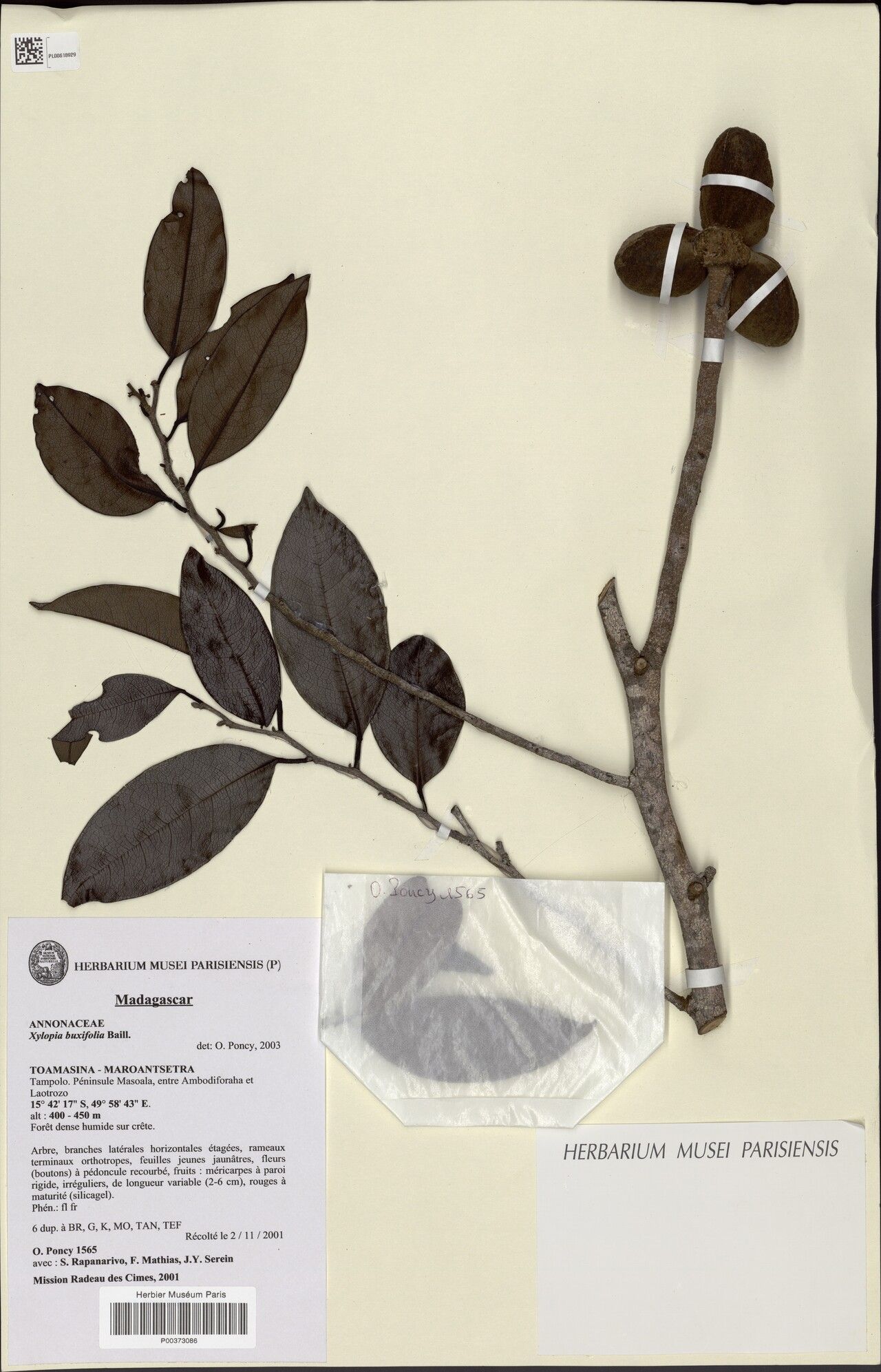 Xylopia fananehanensis — search result for 'Xylopia'
